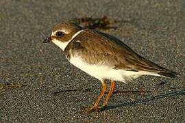 Semipalmated Plover