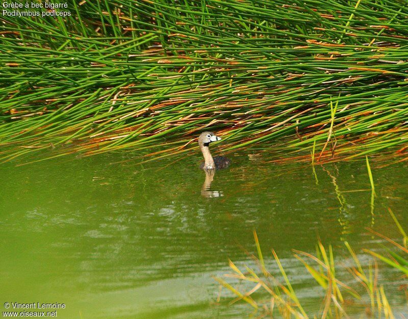 Pied-billed Grebeadult