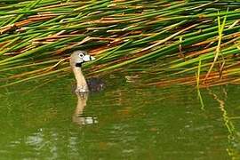 Pied-billed Grebe