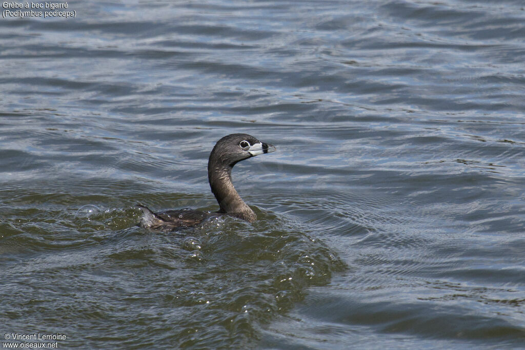 Pied-billed Grebe, close-up portrait