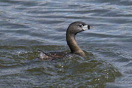 Pied-billed Grebe