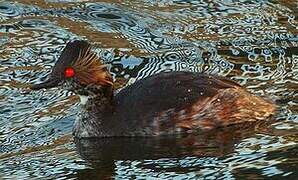 Black-necked Grebe