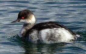 Black-necked Grebe