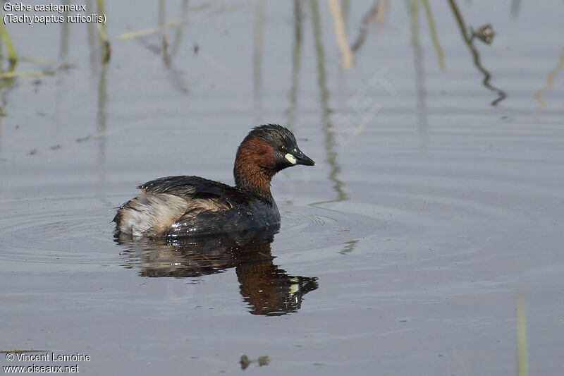 Grèbe castagneuxadulte, identification, portrait