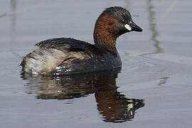 Little Grebe