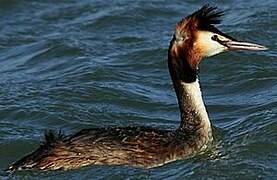 Great Crested Grebe