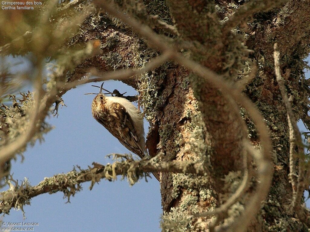 Grimpereau des bois