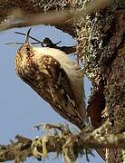 Eurasian Treecreeper