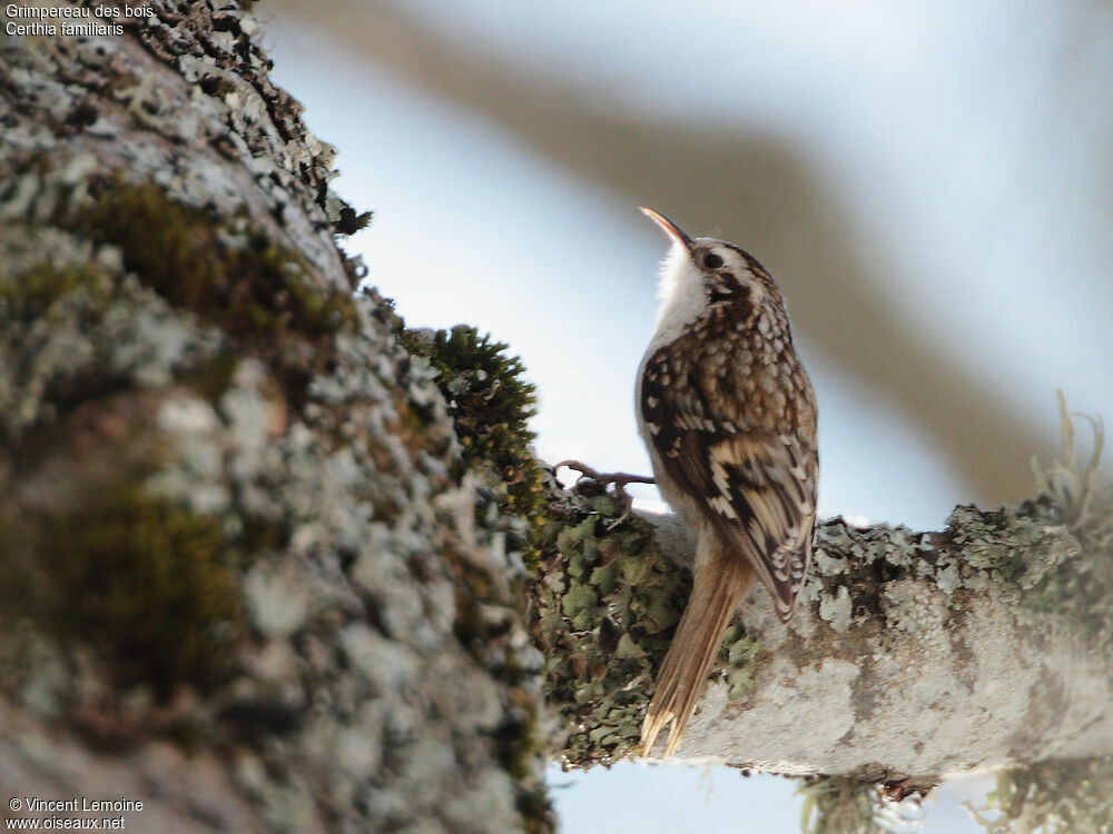 Eurasian Treecreeper