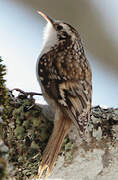 Eurasian Treecreeper