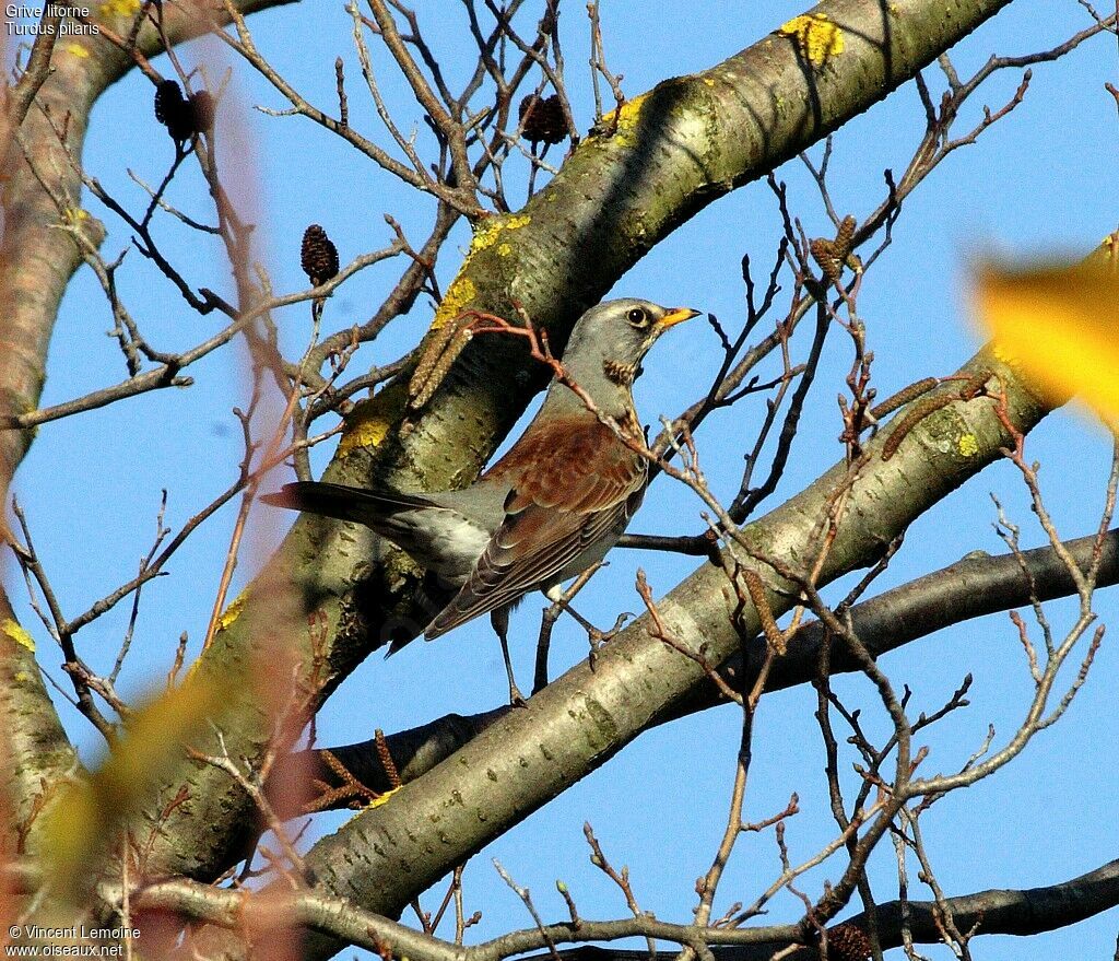 Fieldfare