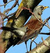 Fieldfare