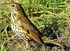 Song Thrush