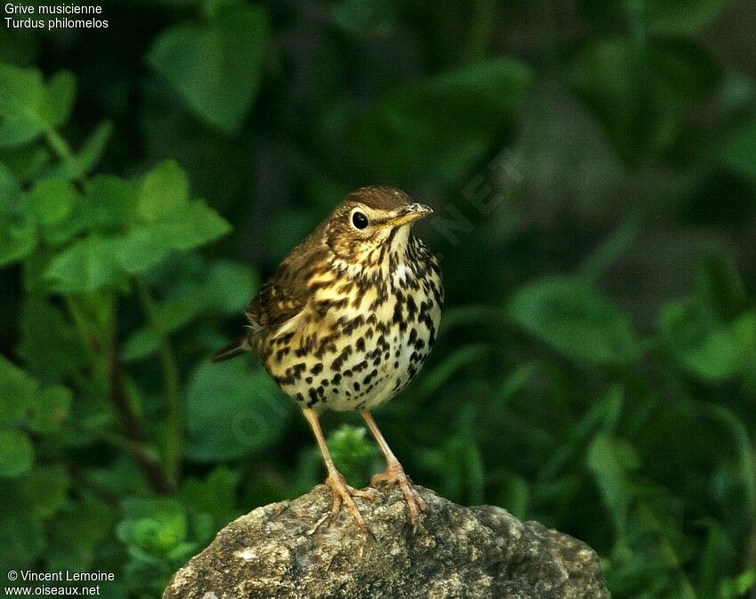 Song Thrush