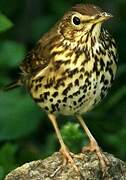 Song Thrush