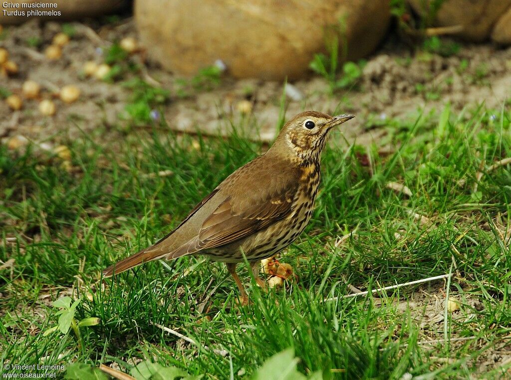 Song Thrush