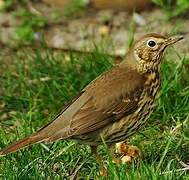 Song Thrush