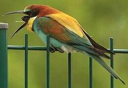 European Bee-eater