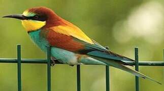 European Bee-eater