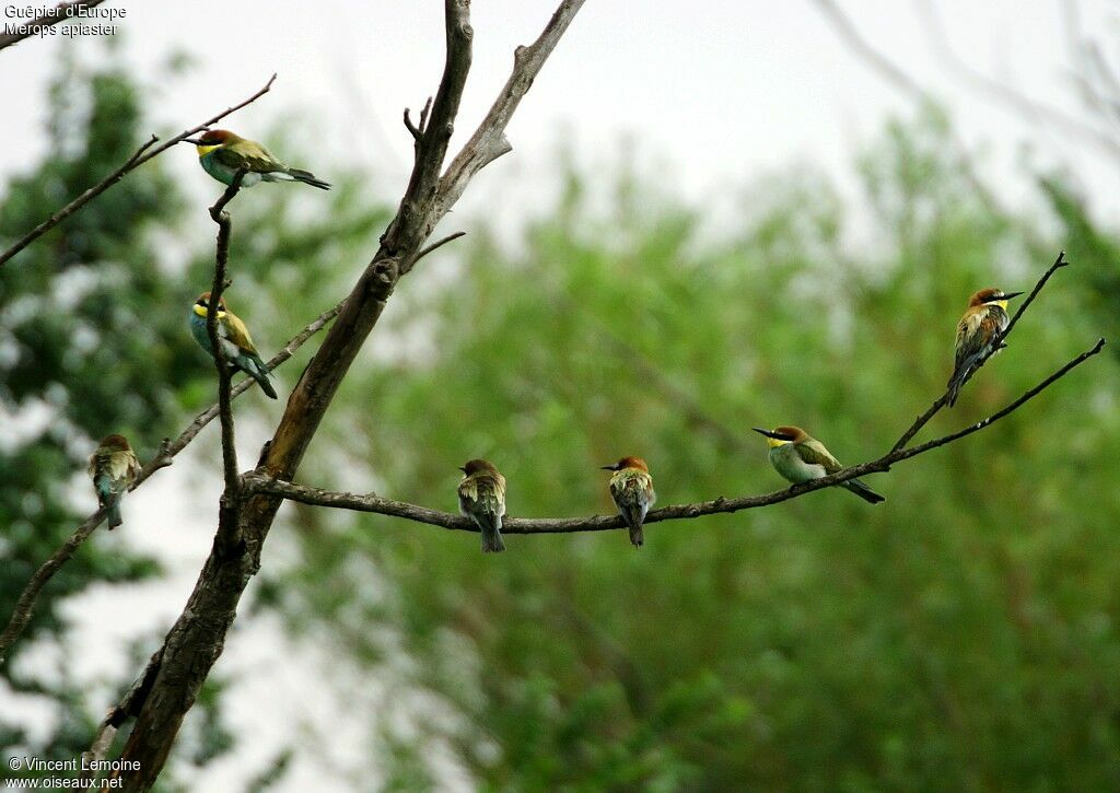 European Bee-eater