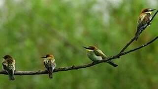 European Bee-eater