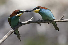 European Bee-eater