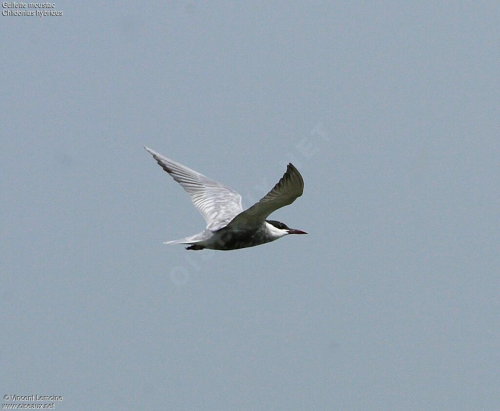 Whiskered Tern