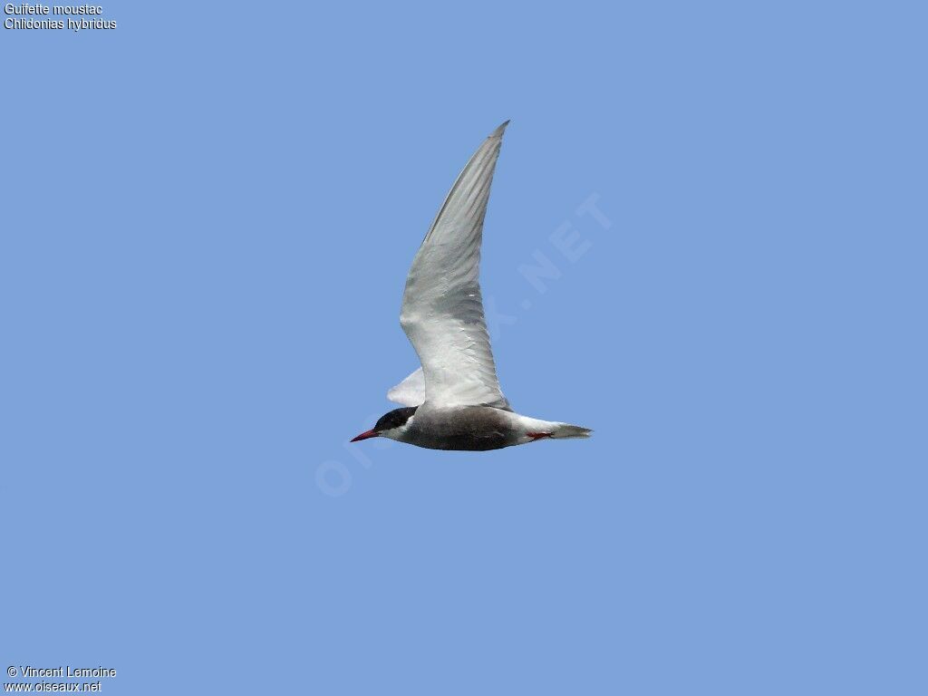 Whiskered Tern