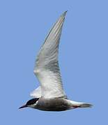 Whiskered Tern