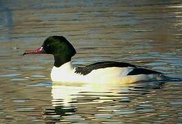 Common Merganser