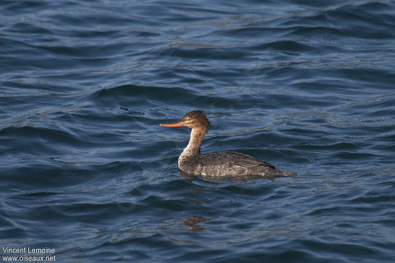 Red-breasted Merganser female adult post breeding, swimming