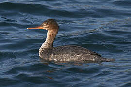 Red-breasted Merganser