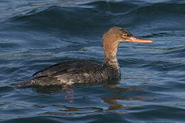 Red-breasted Merganser