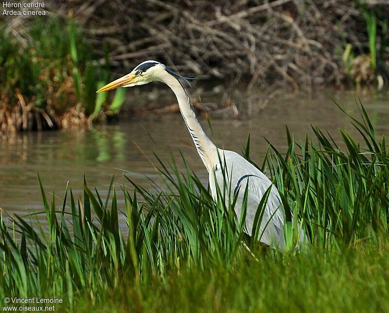 Grey Heronadult breeding