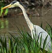 Grey Heron