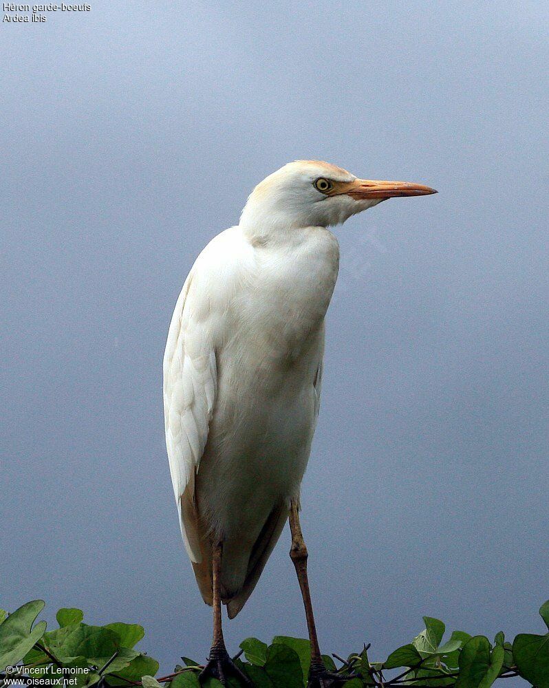 Western Cattle Egret