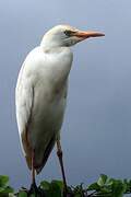 Western Cattle Egret