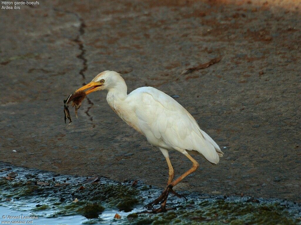 Western Cattle Egret