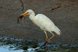 Western Cattle Egret