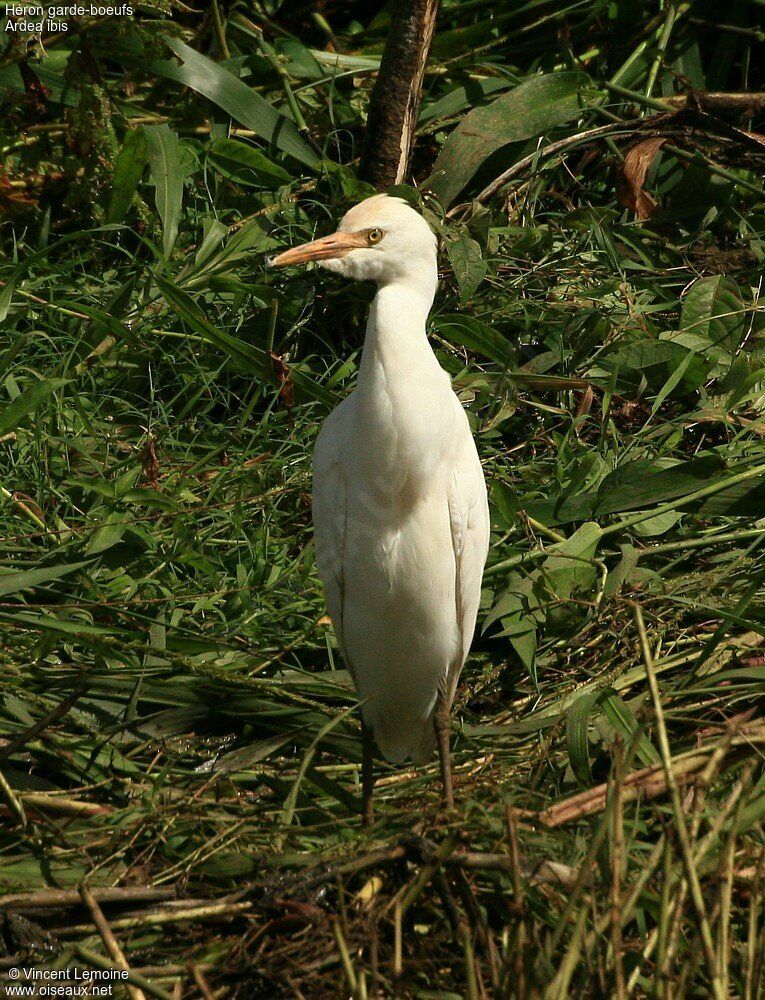 Western Cattle Egret