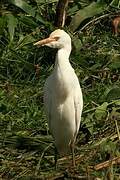 Western Cattle Egret