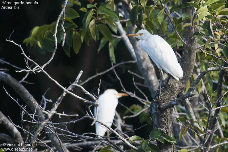 Western Cattle Egret