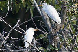 Western Cattle Egret