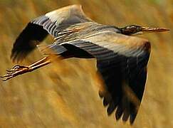 Purple Heron