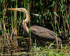 Purple Heron