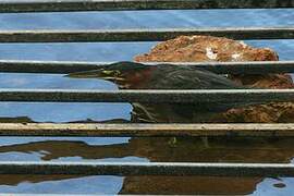 Green Heron