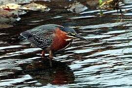 Green Heron