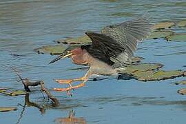 Green Heron