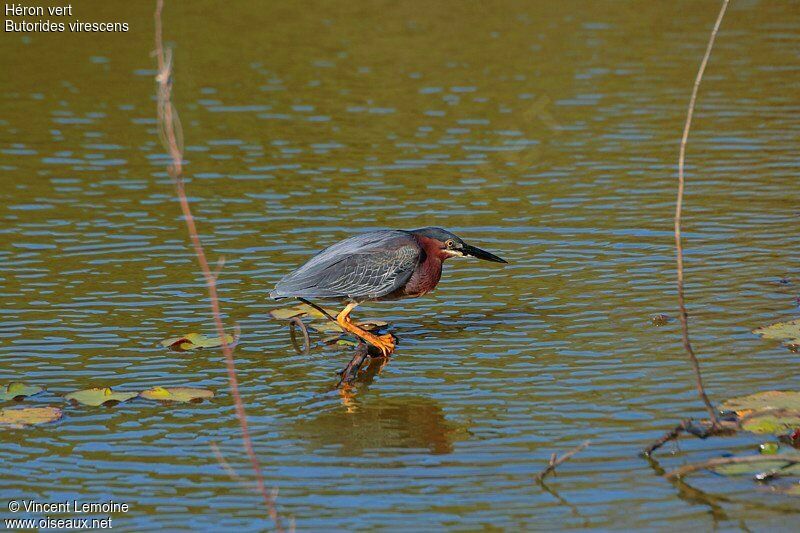 Green Heron