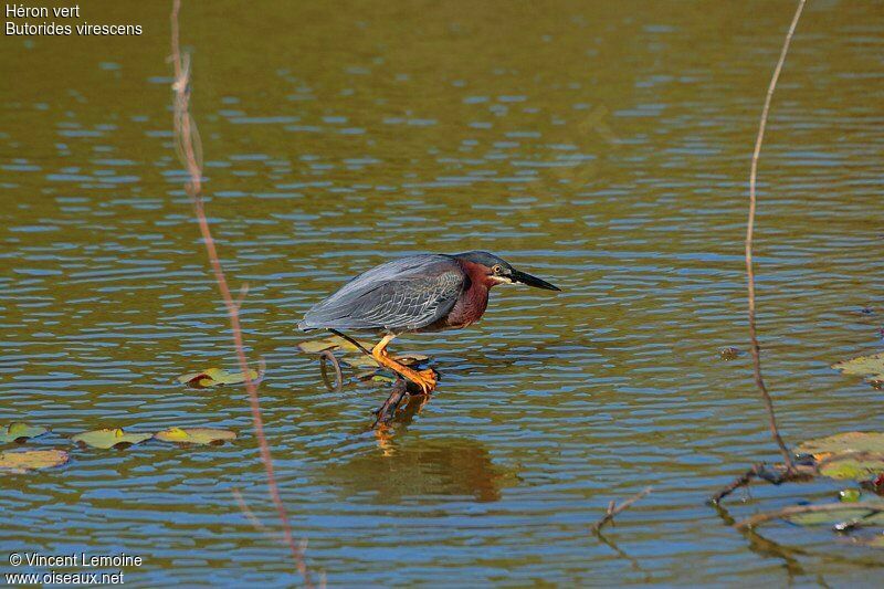 Green Heron